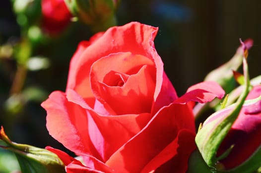 Close-up image of a beautiful red rose bloom.