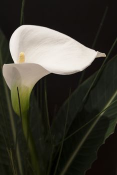 White Calla Lili with gren grass in front of black Background macro Detail