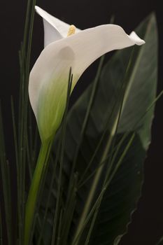 White Calla Lili with gren grass in front of black Background macro Detail