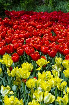 Red and yellow tulips in Keukenhof, Lisse, Netherlands