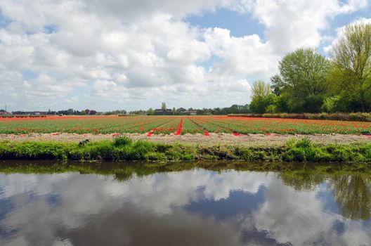 Dutch bulb field in Lisse, The Netherlands