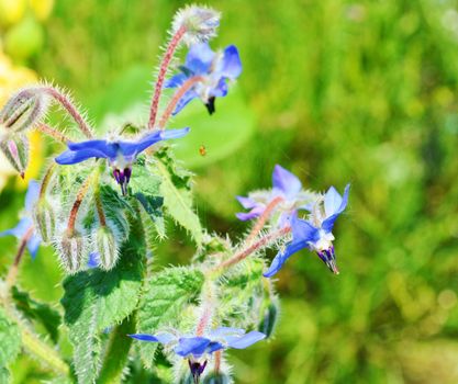 Close-up image of colourful Borage flowers.