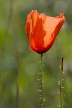 Abstract Poppy Rose
