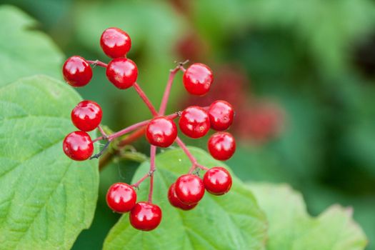 Ripe viburnum on green nature background lit by the sun
