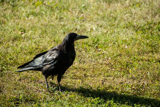 A large adult Rook struts across the garden lawn before feeding on carrion