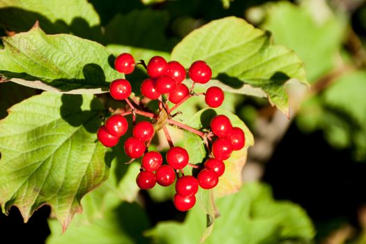 Ripe viburnum on green nature background lit by the sun