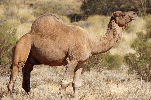 Arabian camel, Northern Territory, Australia