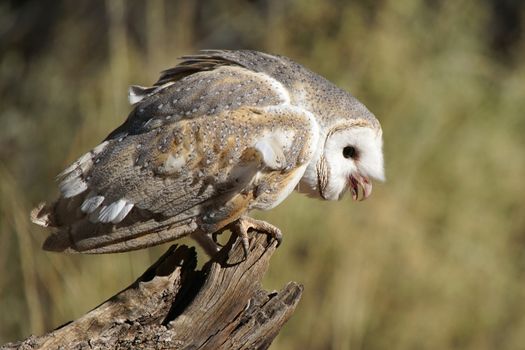 Australian barn owl, Northern Territory, Australia