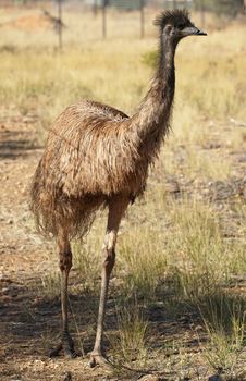 Emu, big bird of the Northern Territory, Australia