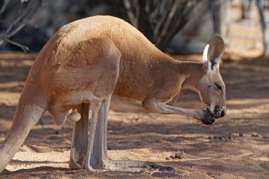 Red Kangaroo, Northern Territory, Outback of Australia