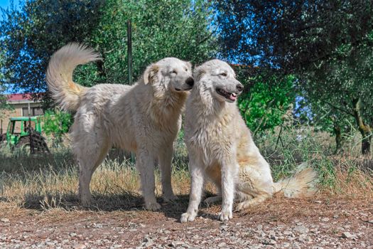 Two brothers of maremma sheepdog in farm