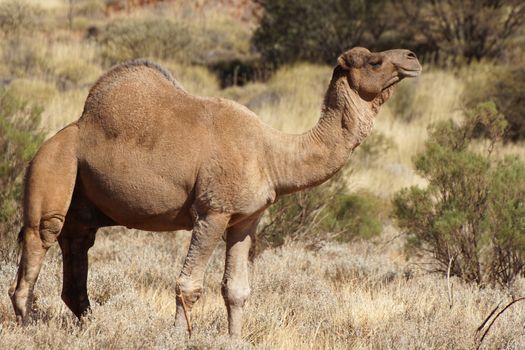Arabian camel, Northern Territory, Australia