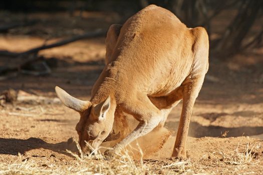 Red Kangaroo, Northern Territory, Outback of Australia