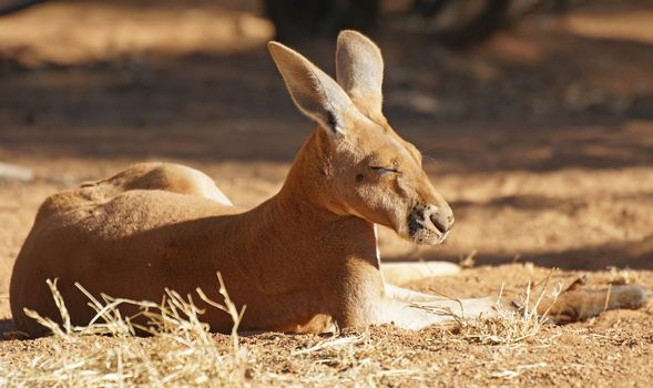 Red Kangaroo, Northern Territory, Outback of Australia