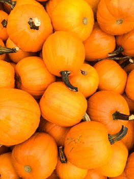 Bright orange pumpkins at the autumn market.