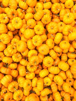 Lost of bright orange pumpkins at the autumn market.