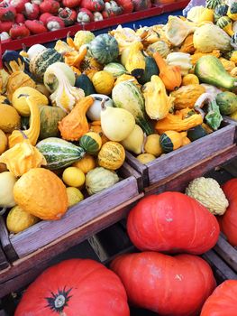 Colorful variety of squashes and pumpkins at the autumn market.