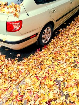 Car and golden maple leaves. Quebec, Canada.