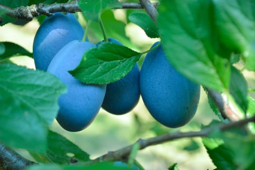 Plums ready to be picked up.