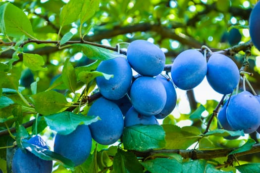 Plums in picking season.