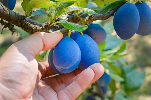 closeup of picking up group of plums from plum tree