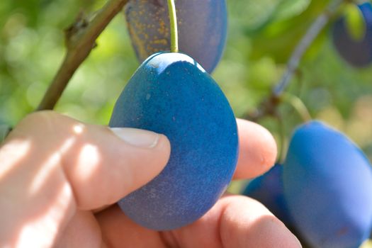 Picking up plum from plum tree closeup