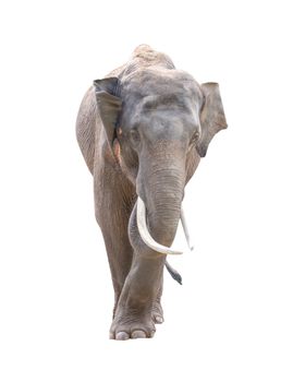 male asia elephant isolated on white background