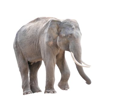male asia elephant isolated on white background