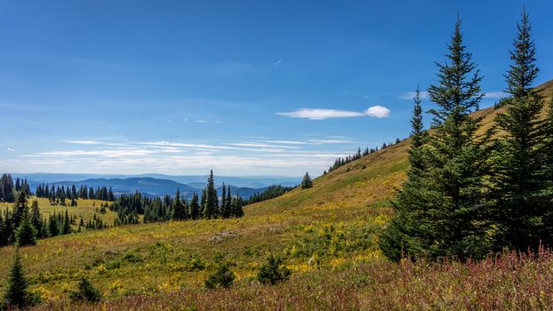 Hiking from the village of Sun Peaks through alpine meadows and coniferous trees to the top of Tod Mountain in the Sushwap Highlands of central British Columbia, Canada