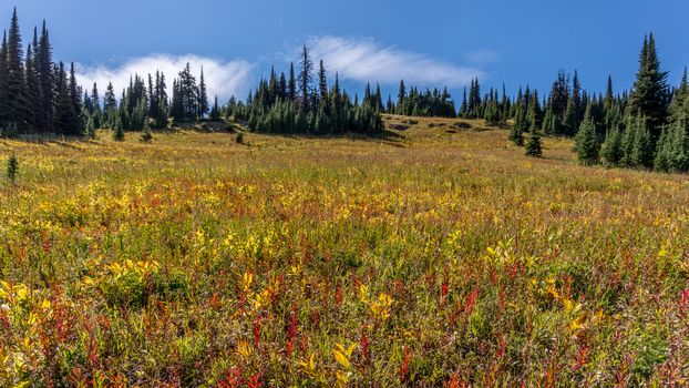 Alpine flowers have finished flowering on a Hike through the alpine meadows to the top of Tod Mountain in the Sushwap Highlands of central British Columbia, Canada in July 2015