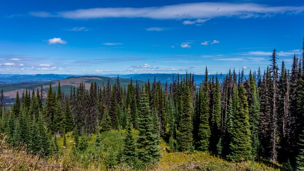 Hiking from the village of Sun Peaks through alpine meadows and coniferous trees to the top of Tod Mountain in the Sushwap Highlands of central British Columbia, Canada
