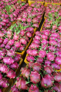 Vietnamese food for export, Dragon fruit, agricultural product from Binh Thuan, Vietnam, pink peel, basket of fruit to packing for sell, this tropical fruit also name Hylocereus undatus, Pitahaya