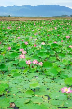 Vietnam flower, lotus flower bloom in pink, green leaf on water, lotus pond at Nha Trang countryside, Viet Nam, ecology environment so beautiful, harmony and amazing