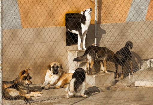 Siberian husky howling in a cage along with other sheltered dogs.