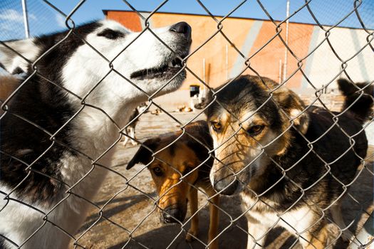 Siberian husky up close howling in a cage along with other sheltered dogs.