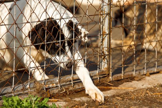 A homeless old dog is trying to escape through a fеnce oh a shelter.