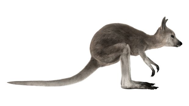 3D digital render of a grey baby kangaroo isolated on white background