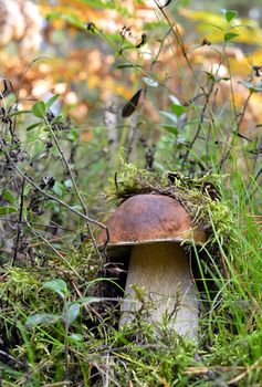 Forest mushrooms growing in green grass. Edible Bay Bolete (Boletus badius ). Boletus edulis (cep, penny bun, porcino, or king bolete, usually called porcini)