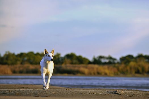 The dog running on the coast of the lake