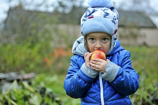 the little girl in blue jacket  eats red apple