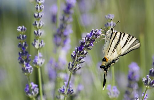 Scarce Swallowtail (Iphiclides podalirius) butterfly also called Sail or Pear-tree, on Lavander flowers.