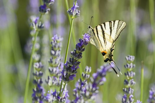 Scarce Swallowtail (Iphiclides podalirius) butterfly also called Sail or Pear-tree, on Lavander flowers.