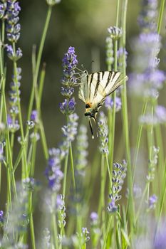 Scarce Swallowtail (Iphiclides podalirius) butterfly also called Sail or Pear-tree, on Lavander flowers.