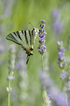 Scarce Swallowtail (Iphiclides podalirius) butterfly also called Sail or Pear-tree, on Lavander flowers.