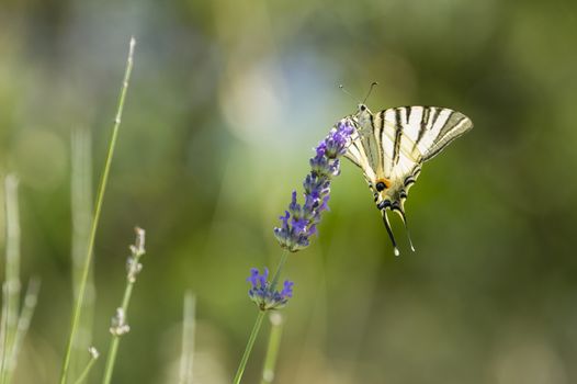 Scarce Swallowtail (Iphiclides podalirius) butterfly also called Sail or Pear-tree, on Lavander flowers.