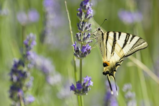 Scarce Swallowtail (Iphiclides podalirius) butterfly also called Sail or Pear-tree, on Lavander flowers.