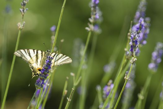 Scarce Swallowtail (Iphiclides podalirius) butterfly also called Sail or Pear-tree, on Lavander flowers.