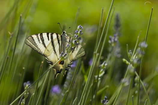 Scarce Swallowtail (Iphiclides podalirius) butterfly also called Sail or Pear-tree, on Lavander flowers.