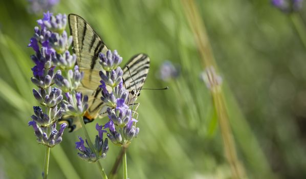 Scarce Swallowtail (Iphiclides podalirius) butterfly also called Sail or Pear-tree, on Lavander flowers.