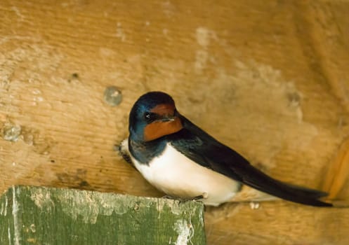 Adult Barn Swallow inside bird hide.